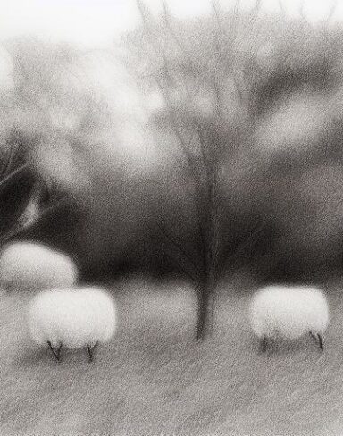 Black and white drawing of sheep and trees in rural area
