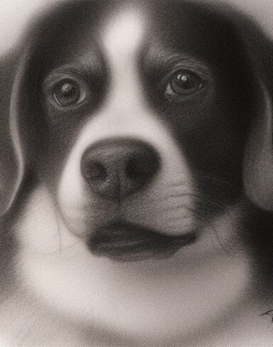 Charcoal drawing of one dog