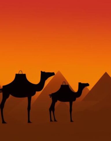 A group of camels in a desert