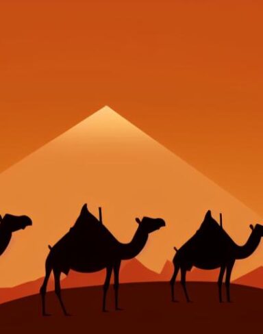 Camels in the desert