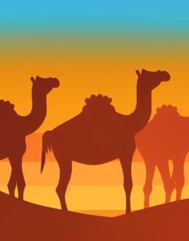 Group of camels in a desert