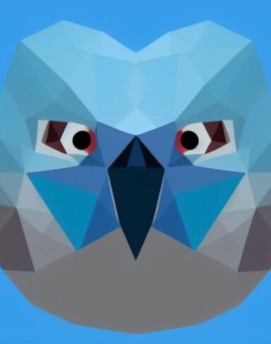 A close up of a bird face on a blue background