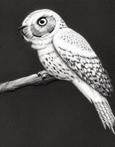 A black and white drawing of a flying bird