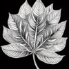 A black and white drawing of a leaf A black and white drawing of a leaf