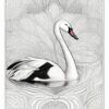 A black and white drawing of a swan A black and white drawing of a swan