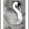 A black and white drawing of a swan A black and white drawing of a swan