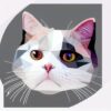 A close up of a cat’s face on a white background A close up of a cat’s face on a white background