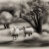 A black and white drawing of sheep and some trees A black and white drawing of sheep and some trees