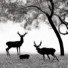 A black and white silhouette of deers in a forest A black and white silhouette of deers in a forest