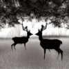A black and white silhouette of two deer in the wild A black and white silhouette of two deer in the wild