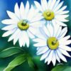 A watercolor painting of some white daisies A watercolor painting of some white daisies