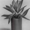 Pencil drawing of a plant in vase Pencil drawing of a plant in vase